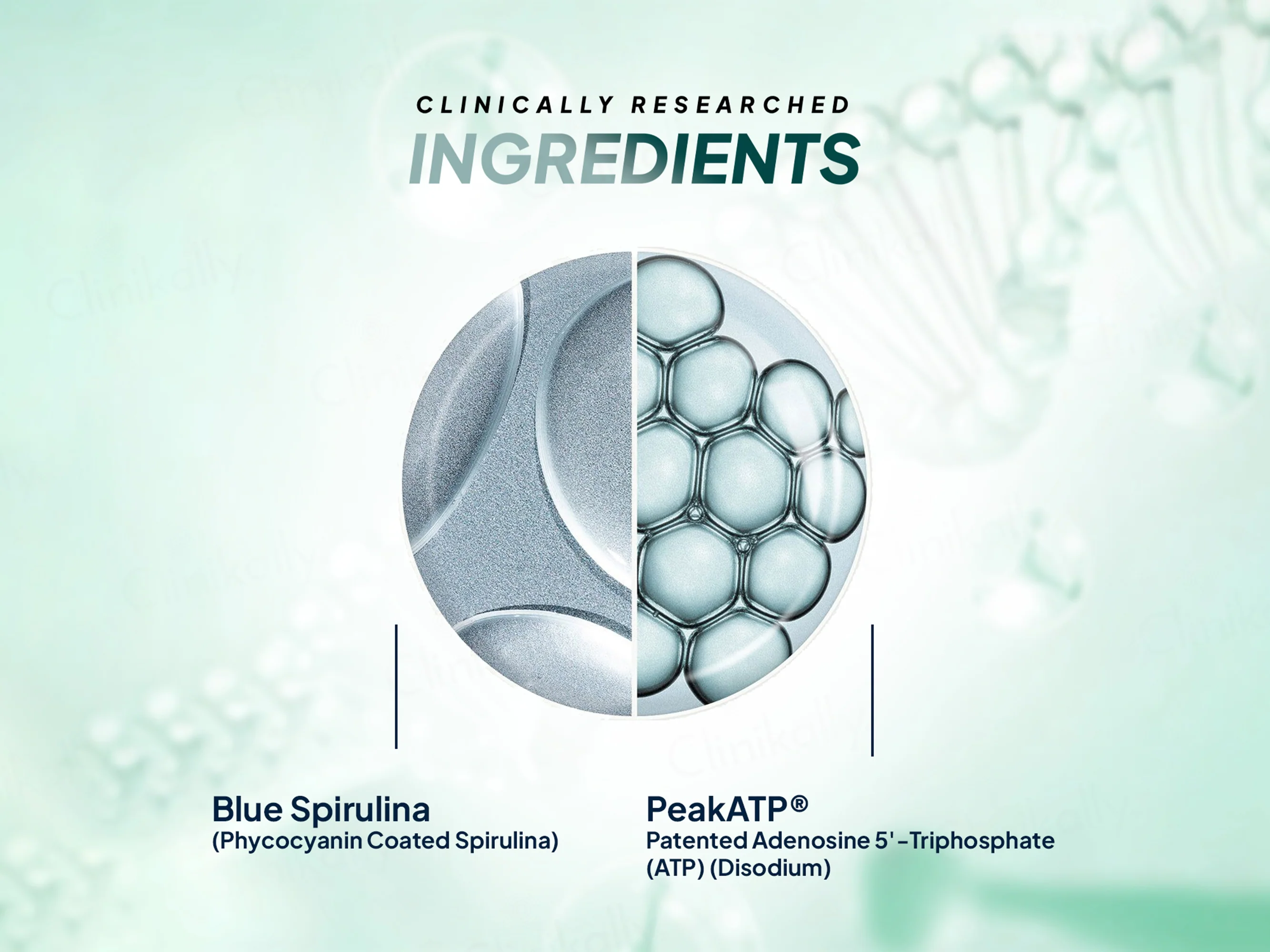 Miduty Blue Spirulina + PeakATP® With Phycocyanin Coating Tablet - Image 4