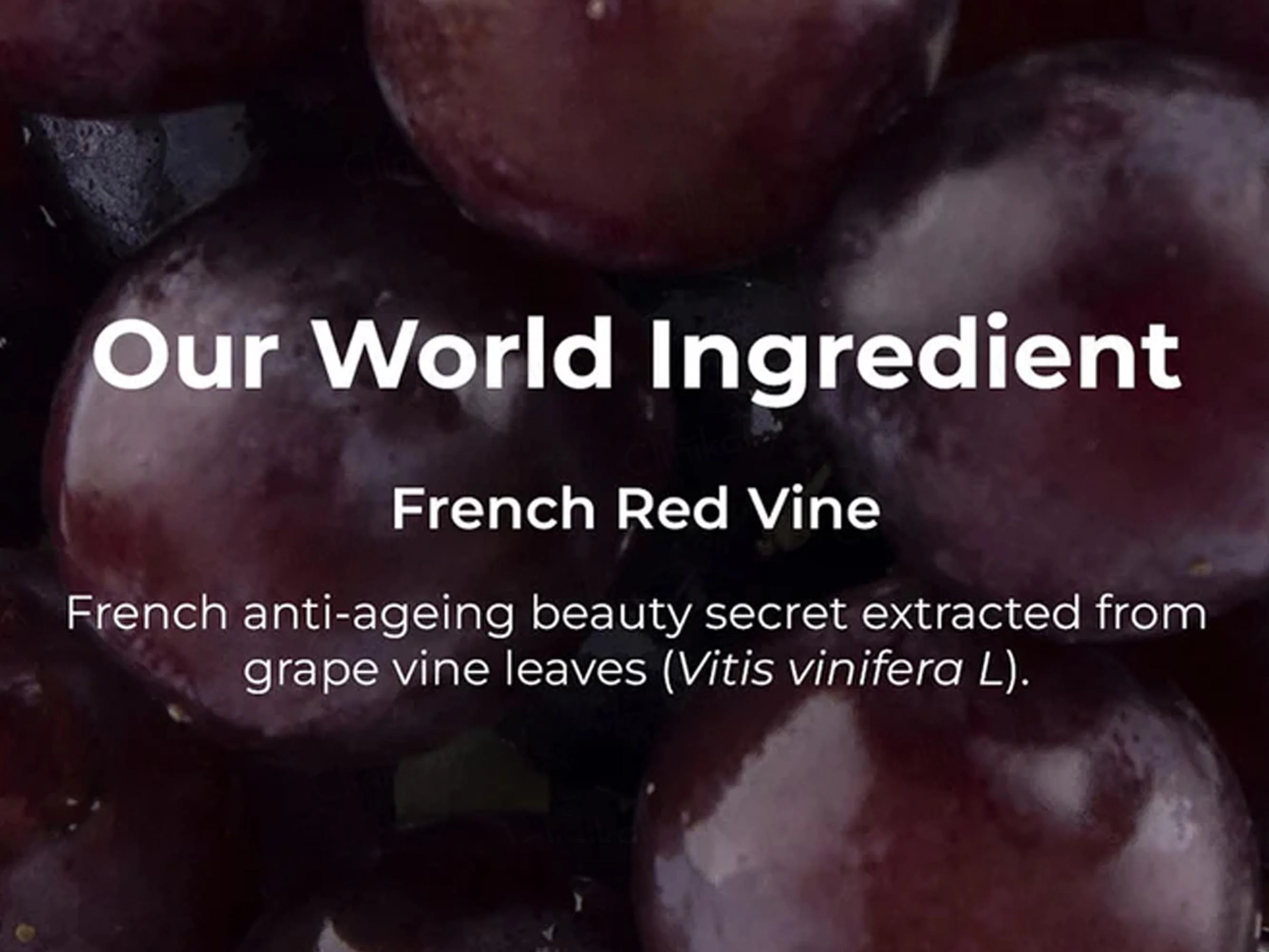 Pilgrim Red Vine Face Serum - Image 6