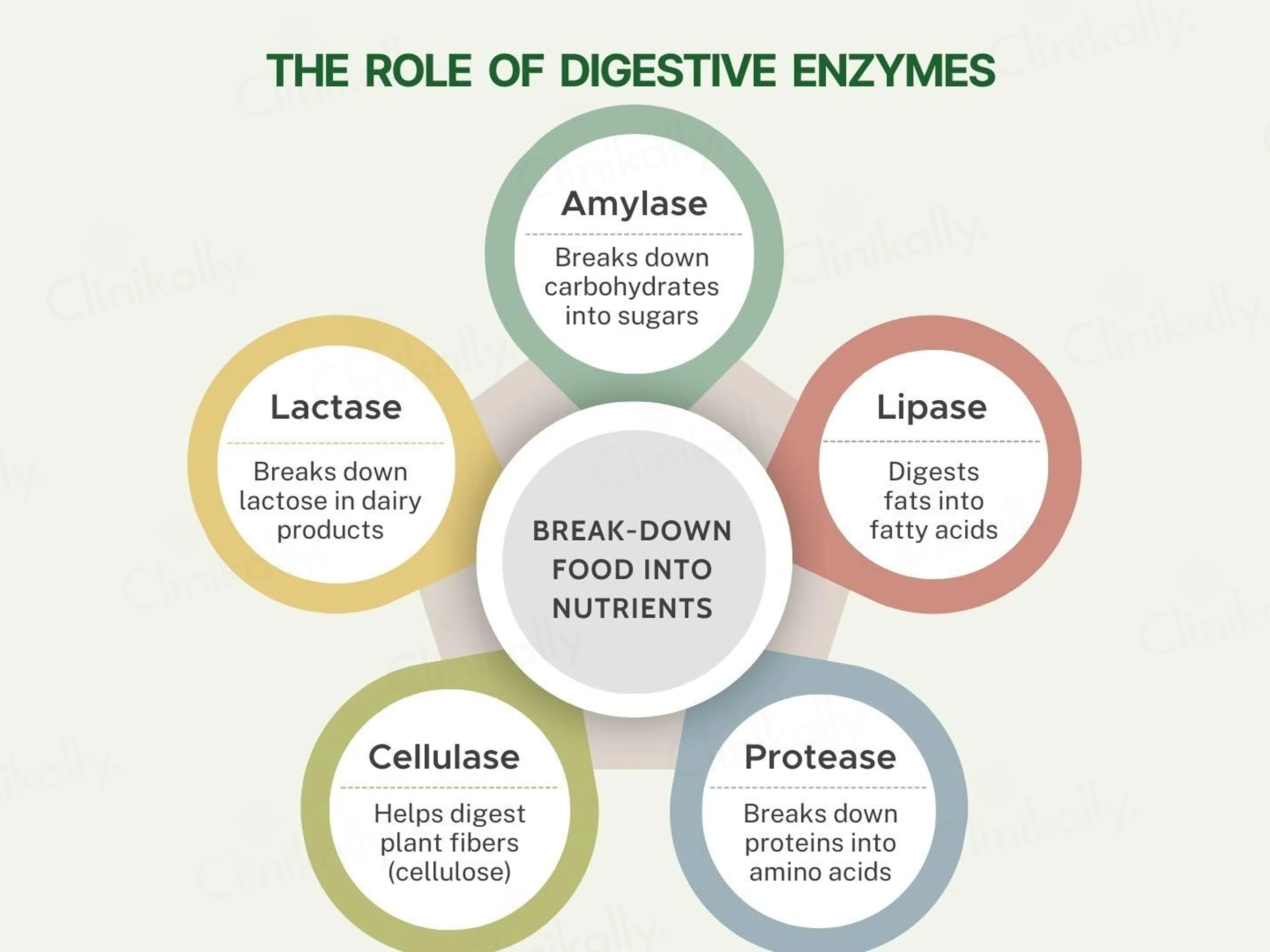 Pure Nutrition Digestive Enzymes With Bromelain Veg Capsule - Image 5