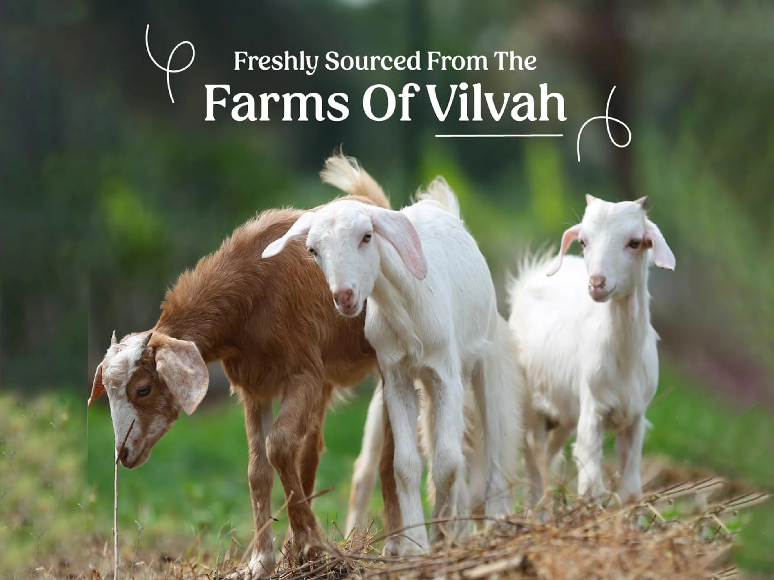 Vilvah Store Goat Milk Shampoo - Image 3